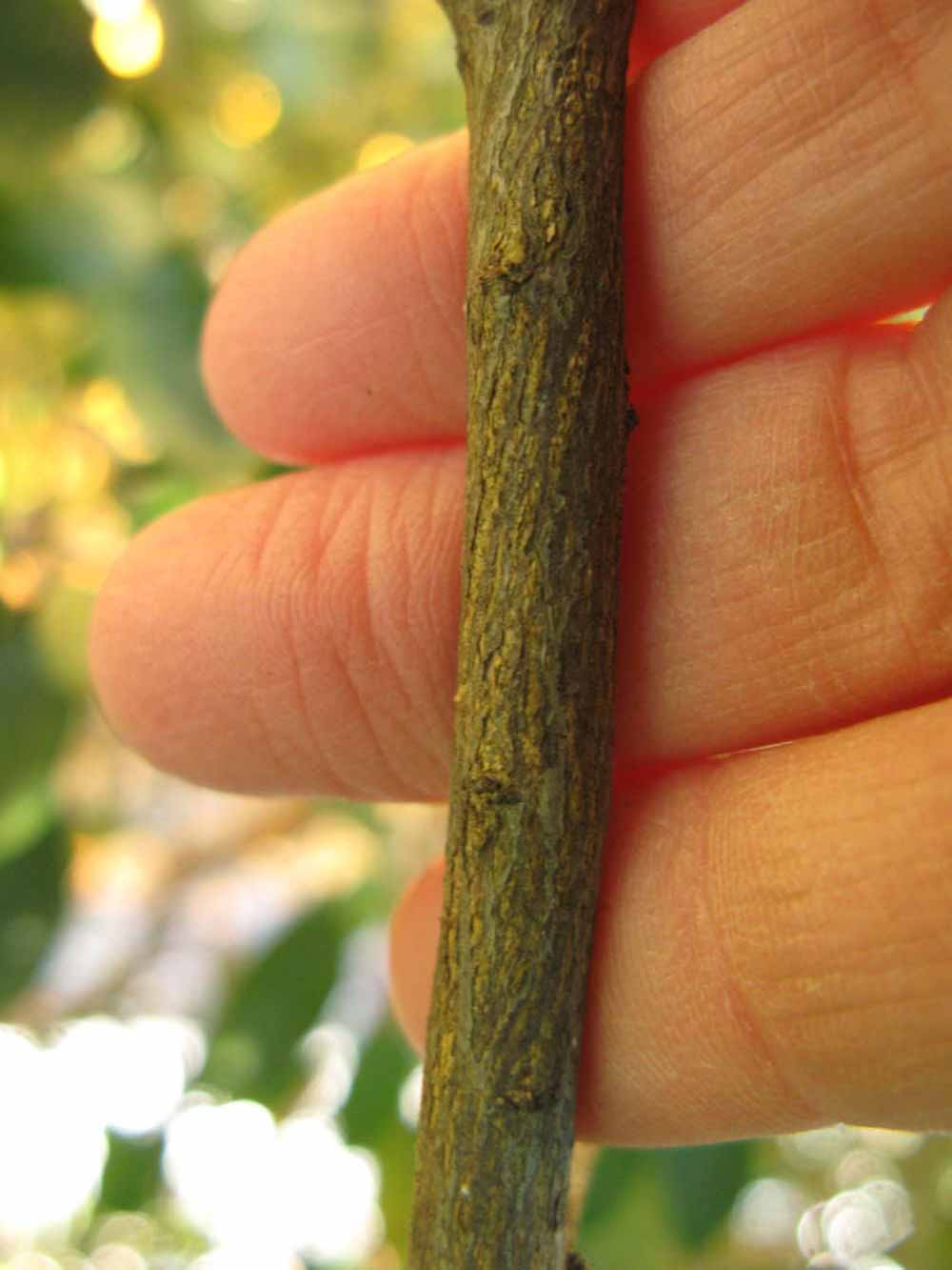              Second - third year twig (Winter Haven, FL)       